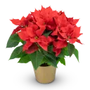 Poinsettia